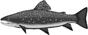 brook trout free clipart