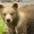 brown bear cub free clipart