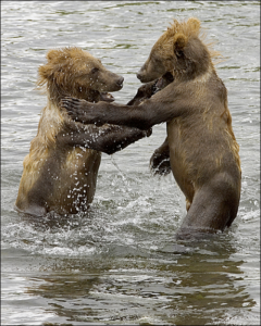 brown bear cubs free clipart