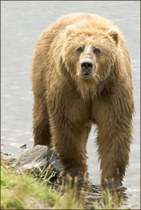 brown bear free clipart