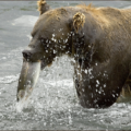 brown bear hunt salmon free clipart