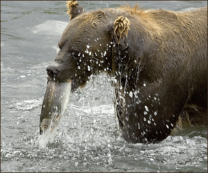 brown bear hunt salmon free clipart