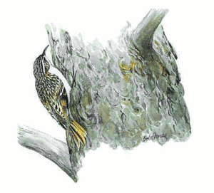 brown creeper free clipart