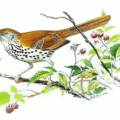 brown thrasher free clipart