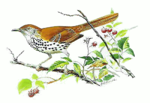 brown thrasher free clipart