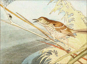 brown thrasher toxostoma rufum free clipart