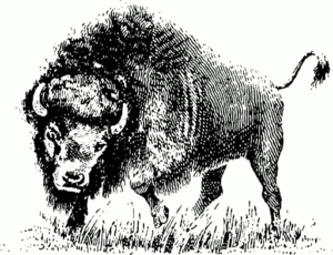 buffalo sketch free clipart