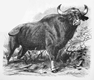 buffalo water free clipart