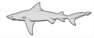 bull shark free clipart