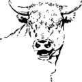 bull stare free clipart