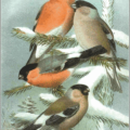 bullfinch free clipart