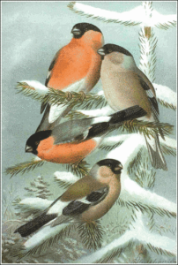 bullfinch free clipart