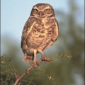 burrowing owl free clipart