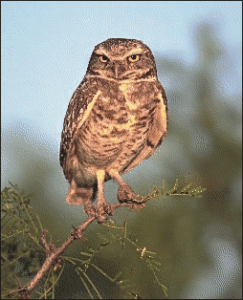 burrowing owl free clipart