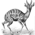 bush buck free clipart