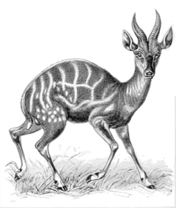 bush buck free clipart