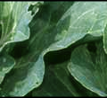 cabbage banner free clipart