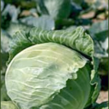 cabbage free clipart