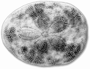 cake urchin free clipart