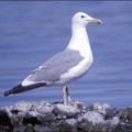 california gull free clipart