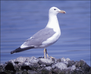 california gull free clipart