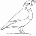 california quail free clipart