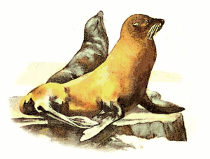 california sea lion free clipart