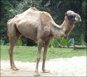 camel in singapore zoo free clipart