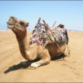 camel rest picture free clipart