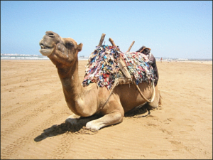 camel rest picture free clipart