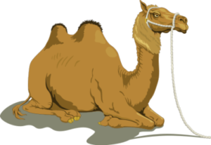 camel resting free clipart