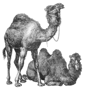 camels bw free clipart