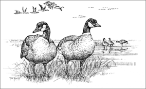 canadian geese free clipart