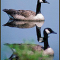 canadian geese free clipart