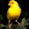 canary free clipart