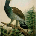 capercaillie free clipart