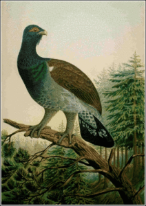 capercaillie free clipart