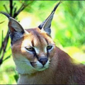 caracal free clipart