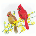 cardinal free clipart