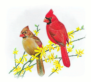 cardinal free clipart