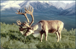 caribou eating free clipart