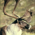 caribou horns free clipart