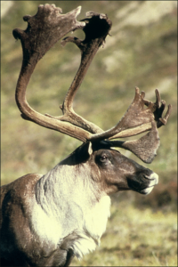 caribou horns free clipart