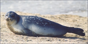 caspian seal free clipart