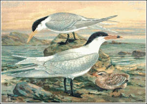 caspian tern free clipart