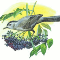 catbird free clipart