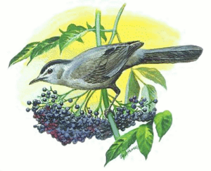 catbird free clipart