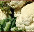 cauliflower banner free clipart