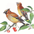 cedar waxwing free clipart