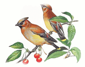 cedar waxwing free clipart